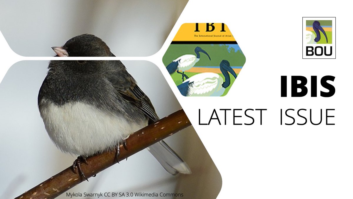 IN THE LATEST ISSUE OF @IBIS_journal 

Wing and leg bone microstructure reflects migratory demands in resident and migrant populations of the Dark-eyed Junco (Junco hyemalis)
https://t.co/3WDlXTA2Ws

Leeann D. Louis, Rauri C. K. Bowie, Robert Dudley | #ornithology https://t.co/AJOz3UR48R