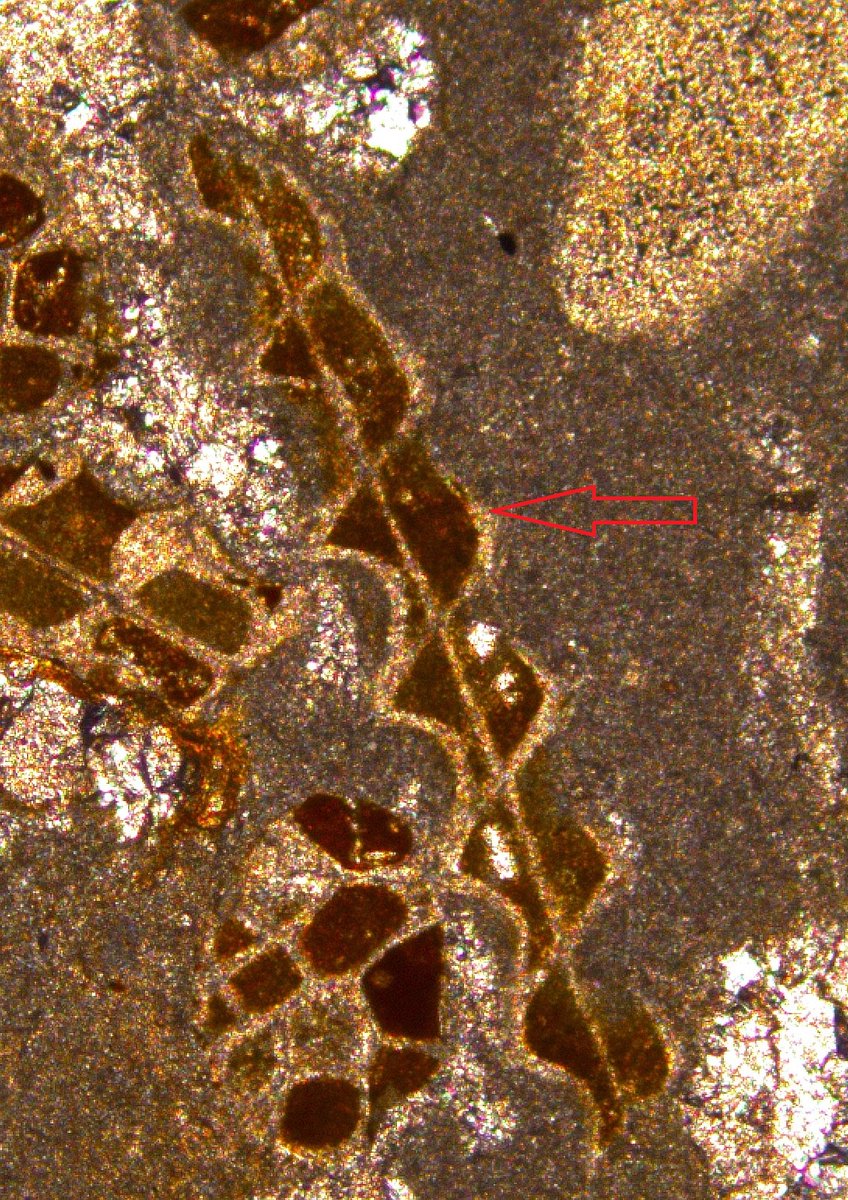 Name of bryozoa <a href="/BryozoanNhm/">NHM_Bryozoa</a>