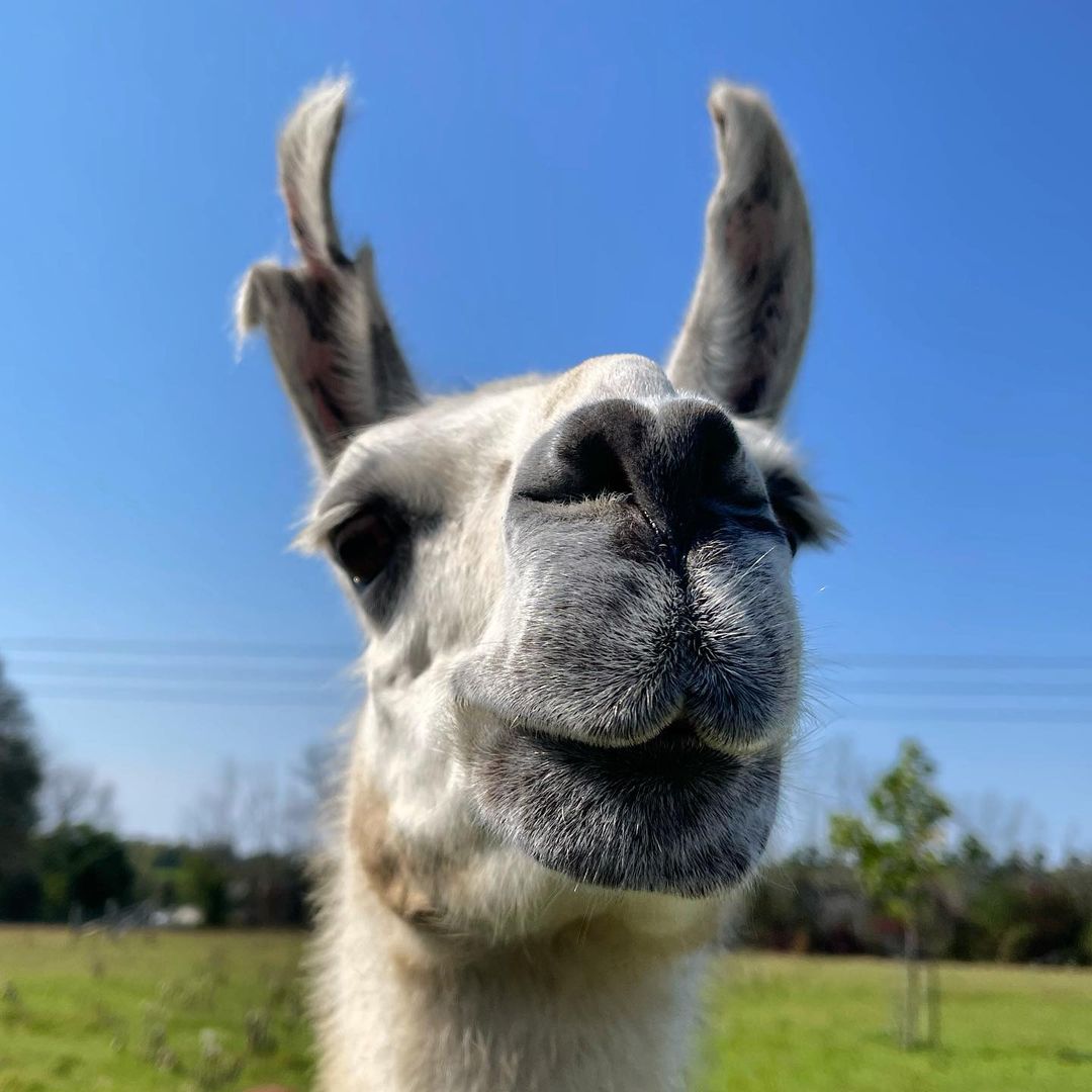 We can't get enough of this face. 

Thank you for saving sassy, sweet Thunder, Wishing Well Sanctuary!

Learn about their work here:
wishingwellsanctuary.org