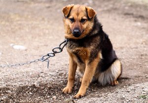 Naturewatch_org's tweet photo. January is #UnchainADogMonth π
Many countries agree that #dogtethering is inhumane. But what can we do about it?
Head over to the #WorldAnimalDay website to read our guest article and find out how you can help:
https://t.co/IGAv4KTcJh?
WAD is coordinated by @Naturewatch_org https://t.co/XzdMG2iRVF