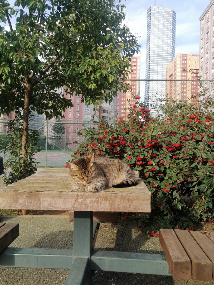 atasehirbld's tweet photo. Ataşehir'in kedisi de jimnastik yapmak yerine kış güneşinin keyfini çıkarmayı tercih etti. 😻

Çünkü İstanbul kedileriyle güzel.💜 https://t.co/kvUYxbXocK