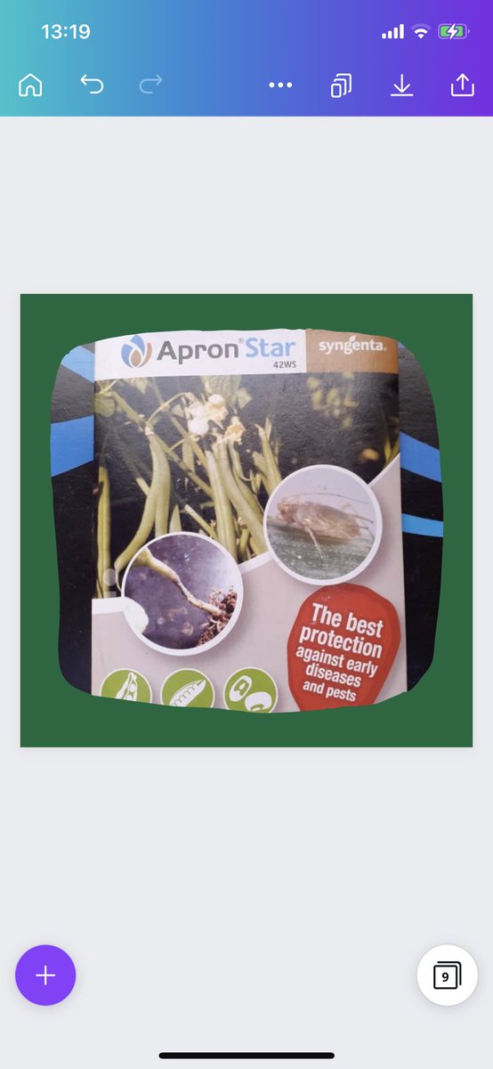 IntabaTrading's tweet photo. and the deadly bean sterm maggot which can cause up to 65% loss of plant population, controls early season plant diseases and early season sucking pests that cause bean leaves to turn yellow resulting in plants drying up.
Application rate 10g/4Kg ☑️
 #intabatrading https://t.co/UzlG1fQKu7