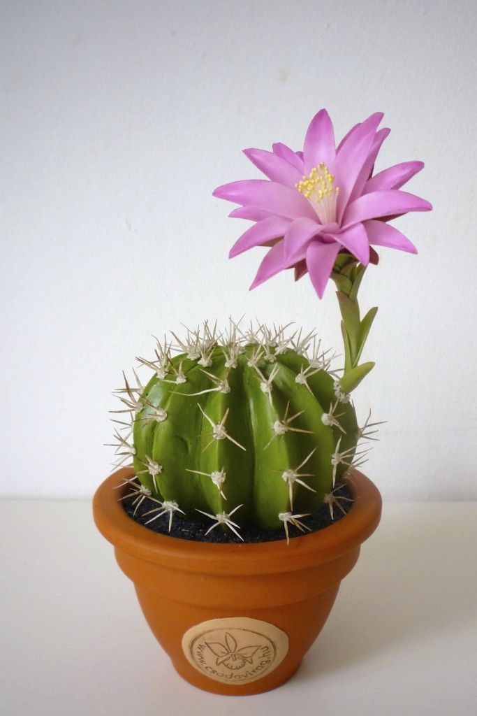 ShopKep1er's tweet photo. order for: @tingsworldd
from: Anon

I specifically picked cactus for you because..... no reason <3 https://t.co/GCkQzZT4IO