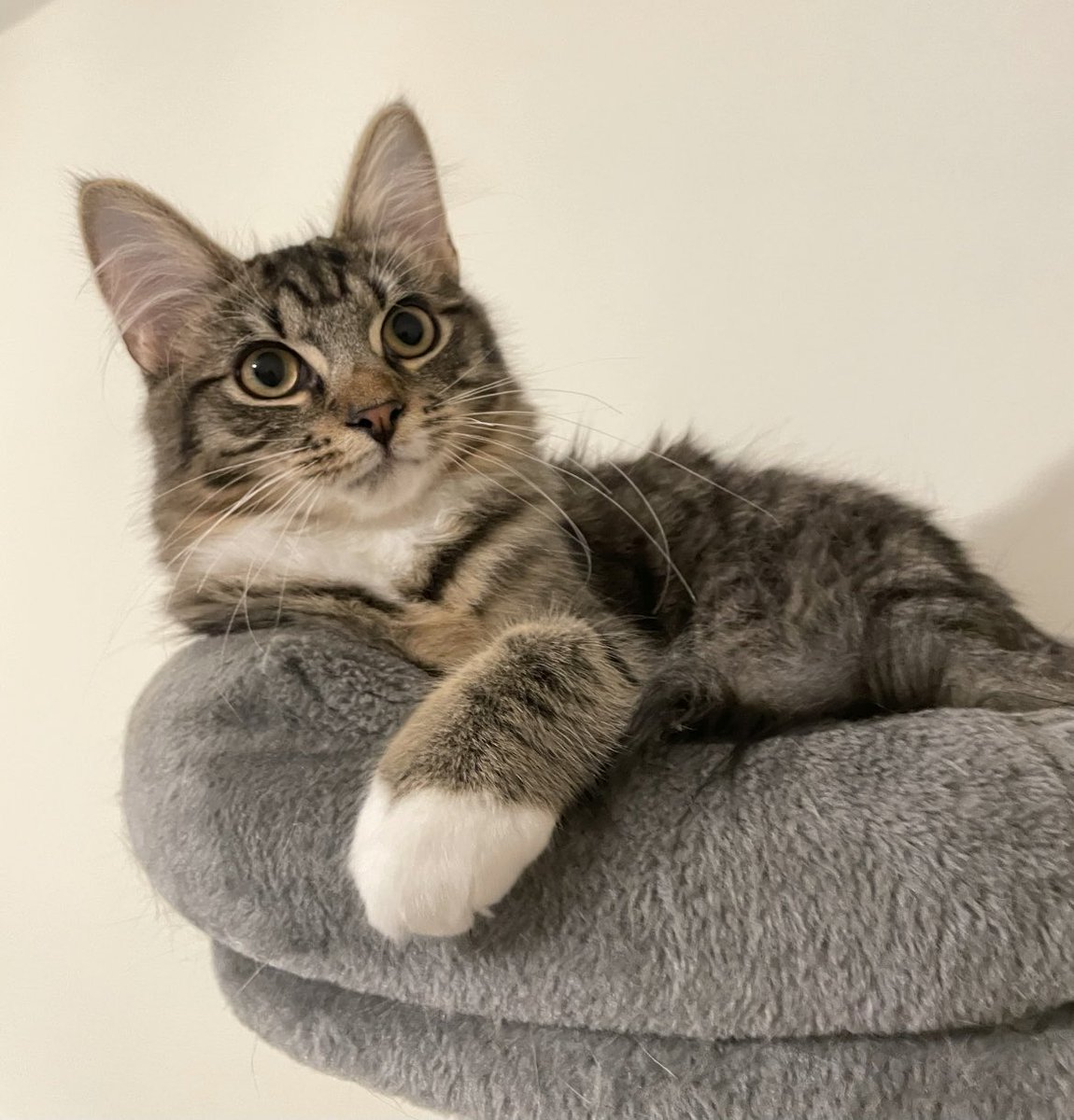 Thor_tabby's tweet photo. My human took me outside on my harness to explore and next door’s silly dog came out. He scared all nine lives out of me! I’m back inside on my tower, no one can catch me up here. #whiskerswednesday #catsoftwitter https://t.co/pLHvd9oJHF