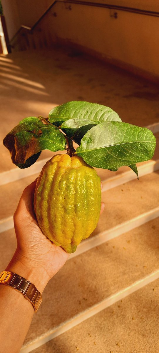 SwagateekaM92's tweet photo. Guess the fruit! 🤔 https://t.co/rURw26vdcj