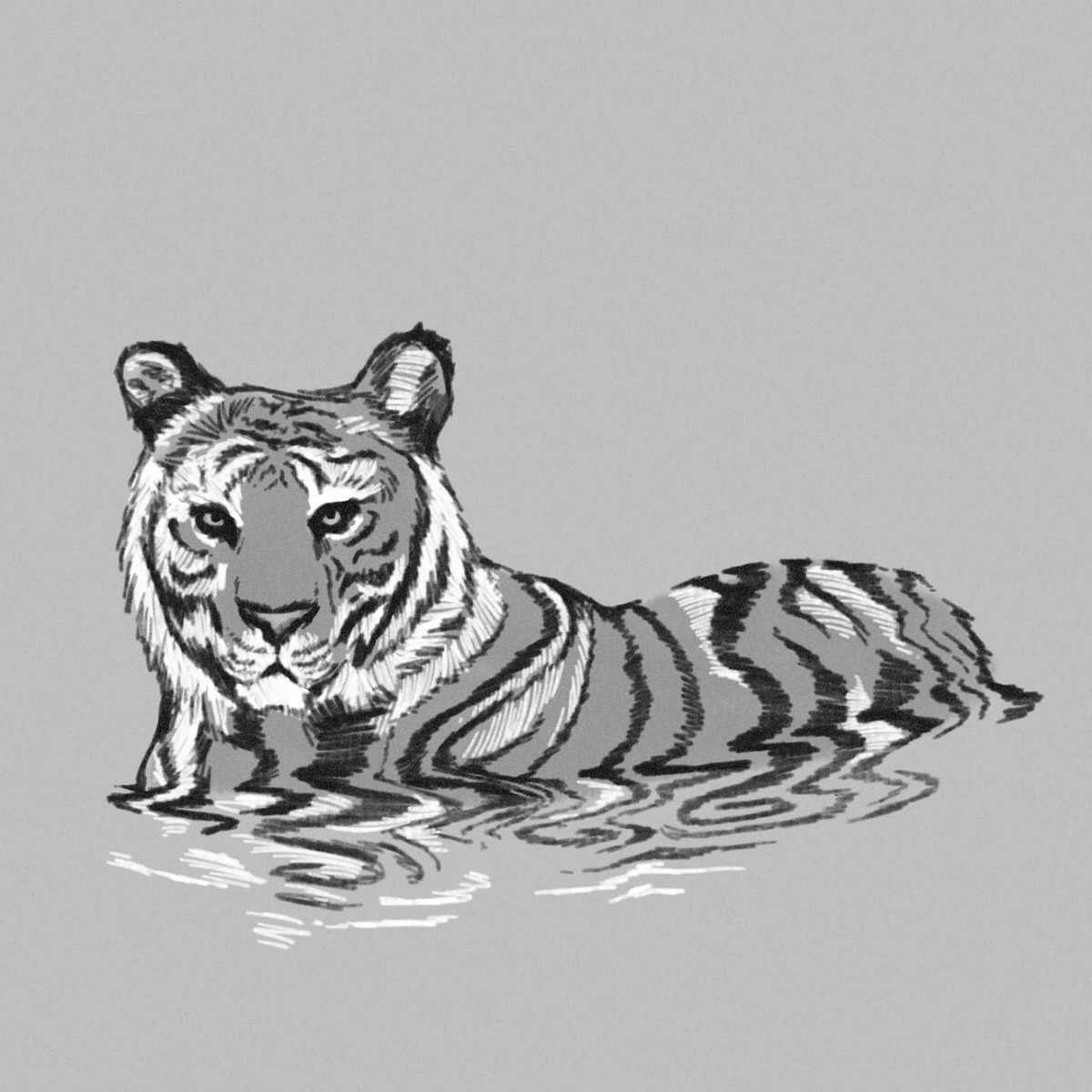 _bynicko's tweet photo. There couldn't be a more appropriate time to be sketching some tigers than this year of the Water Tiger 🐯 💦 🎇 https://t.co/BsNq1TdmzZ