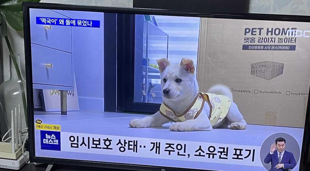 glass0603's tweet photo. 떡국아!!! 어서 따뜻한 가족 만나라. 얼음판에 버려진 기억은 다 지워버려. 인간이 미안하다…. https://t.co/HmWQQ8dWaI