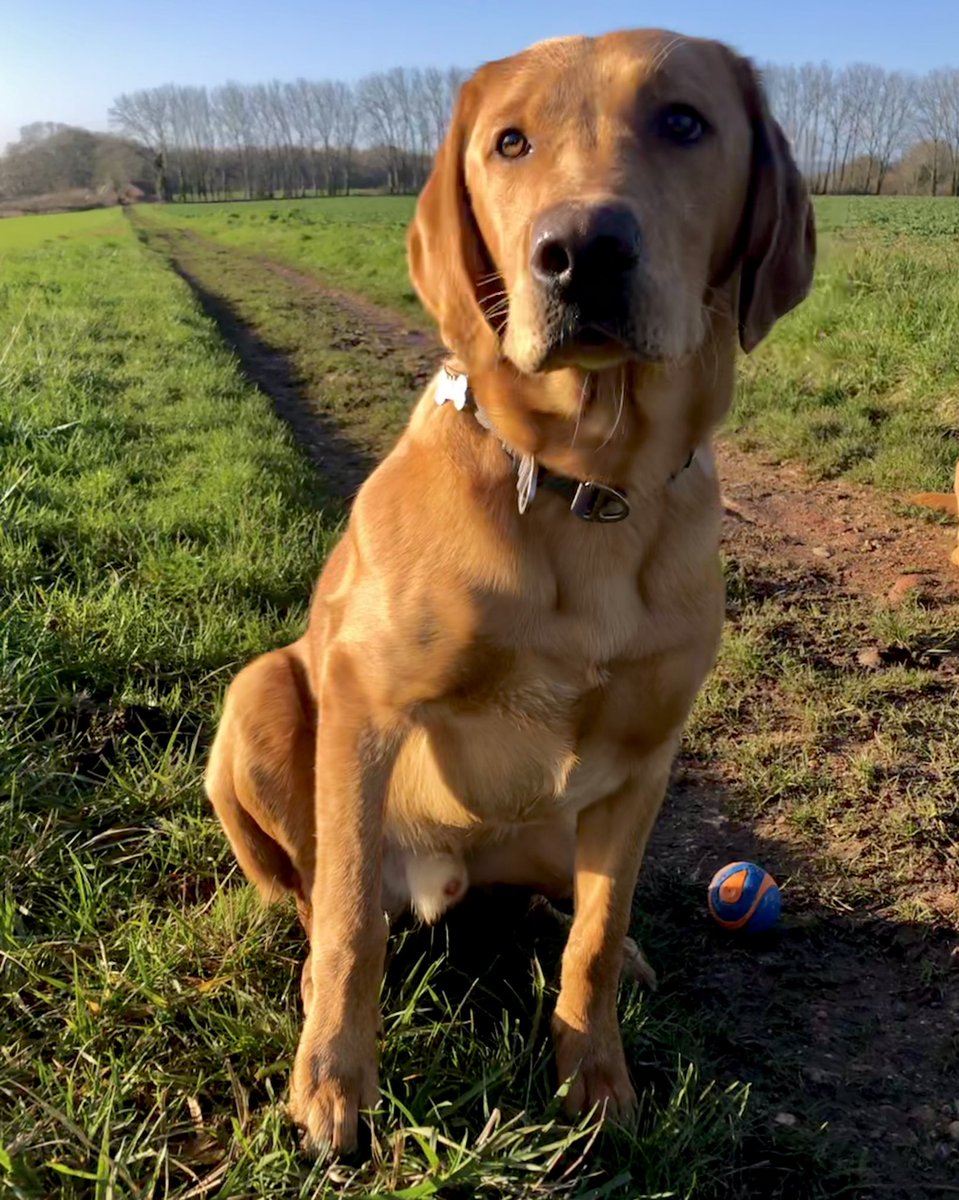 Dylan_the_dog's tweet photo. 🎂🎂Happy 9-month Birthday Handsome Hank 🎂🎂 https://t.co/Y4k7kK5Bsd