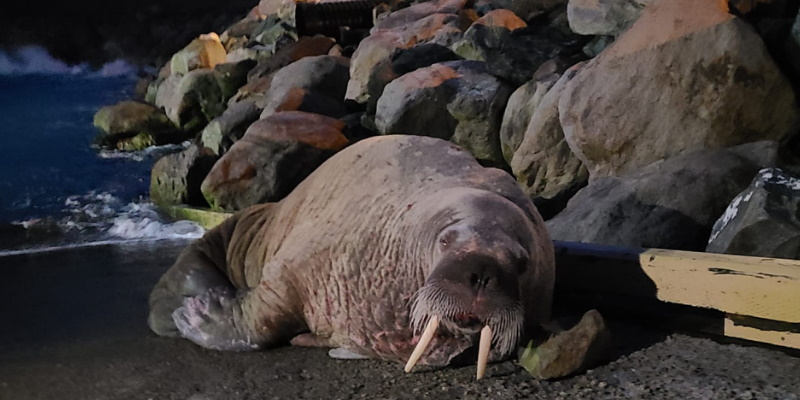 VOCMNEWS's tweet photo. Walrus Makes Unexpected Stop in Grate’s Cove Harbour

https://t.co/TGKjJIQfn8 https://t.co/pazF66GpBO