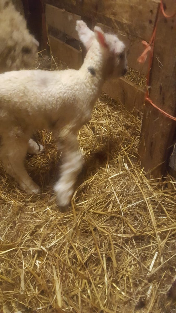 A nice surprise to see at 3 o'clock this morning on the Lamb Cam, a lovely Dorset x Kerry Hill ewe lamb. Might need some matchsticks for my eyes later, but a super job from this ewe doing the business unassisted 💪🏻💪🏻#sheep365 <a href="/Sheep_365/">Sheep_365 🐑</a> #nativebreeds <a href="/nativebreedsGB/">#NativeBreeds</a> <a href="/lamlacvolac/">Lamlac</a>