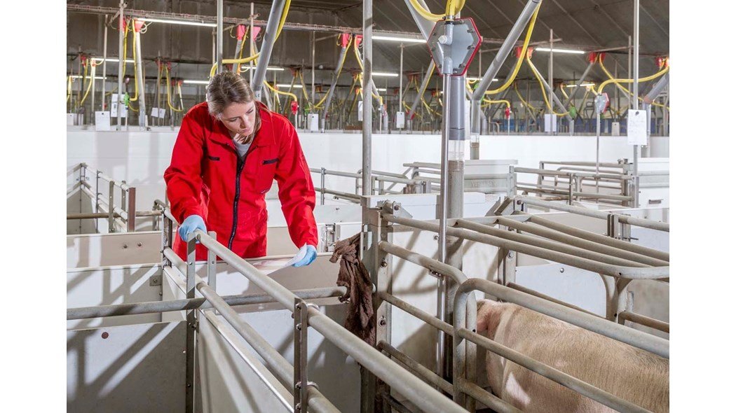 TrouwNutr_CA's tweet photo. Benchmarking is a continuous practice pig farmers use to measure performance against Best Class Standards. As 2021 ended, read our newest article "5 Benefits of Benchmarking in Pig Farming" for farming success in 2022 #pigfarm #farmperformance 
https://t.co/vs2B5Byej3 https://t.co/g6QMfRcgLH