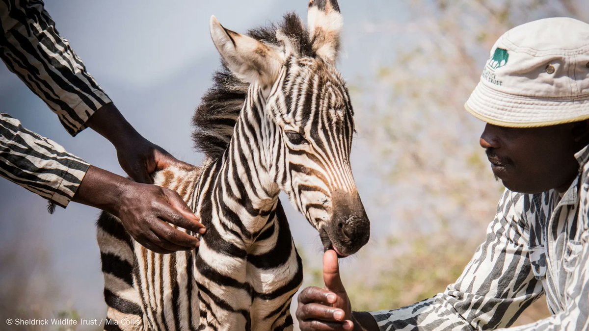 SheldrickTrust's tweet photo. These are just some of the orphaned animals we have saved. Many more have been treated by our veterinary initiatives, or protected by our anti-poaching patrols. Become an adopter or donor and help us save, rescue and protect: https://t.co/ileQzEIxBY https://t.co/IrRtUe2vPE