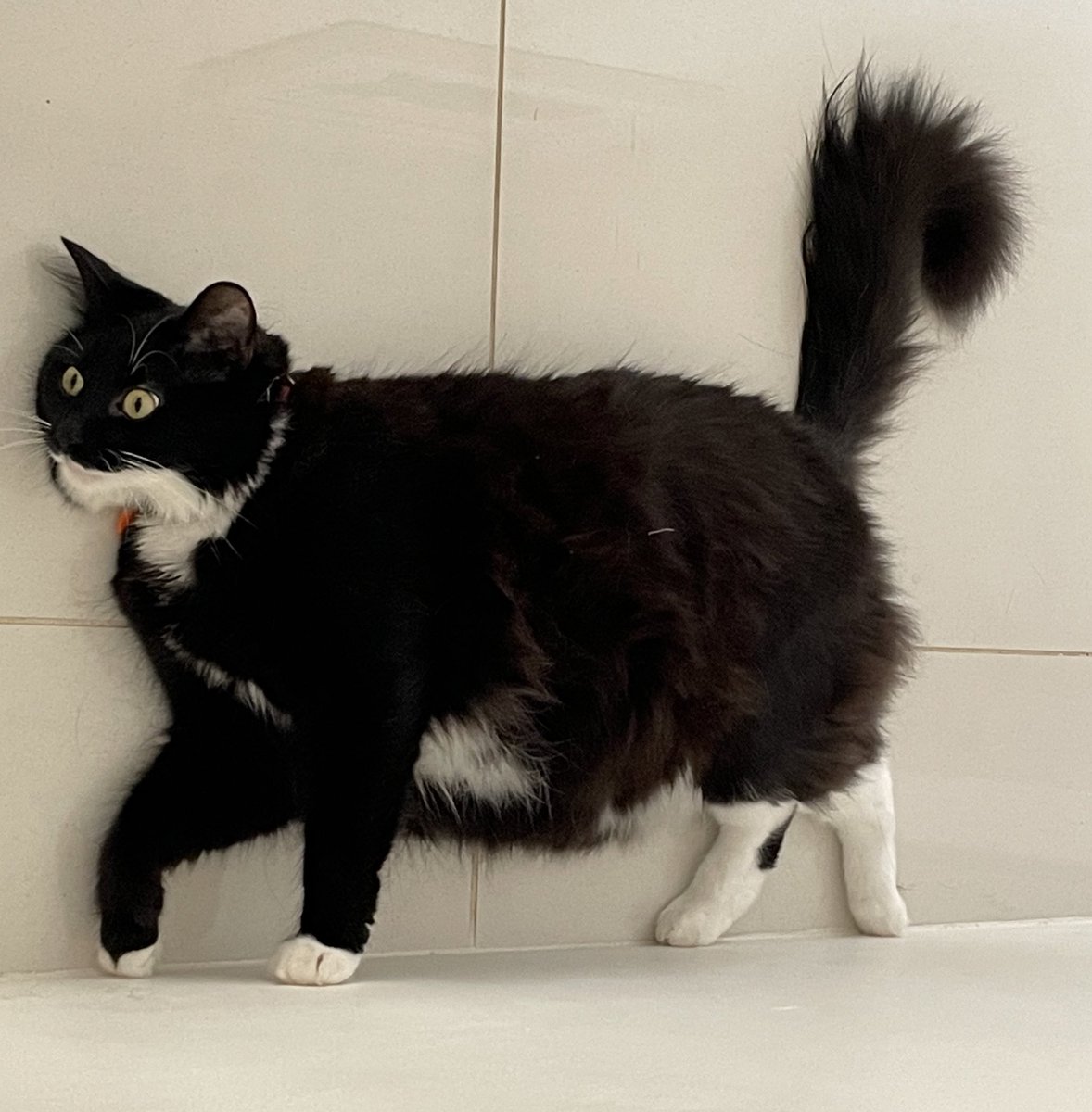 Am I walking on the wall or lying on the floor??? #Amber