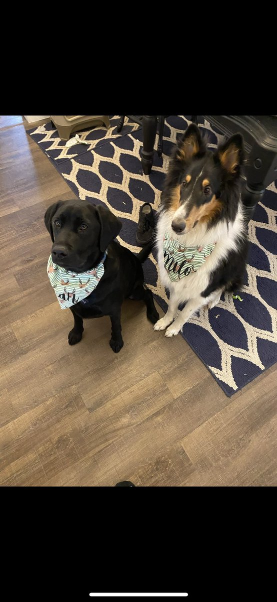 kobe_harter's tweet photo. Milo’s 2nd birthday! Thanks for the constant licks and never letting bear doing anything dumb by himself😁 https://t.co/5EqljENOQH