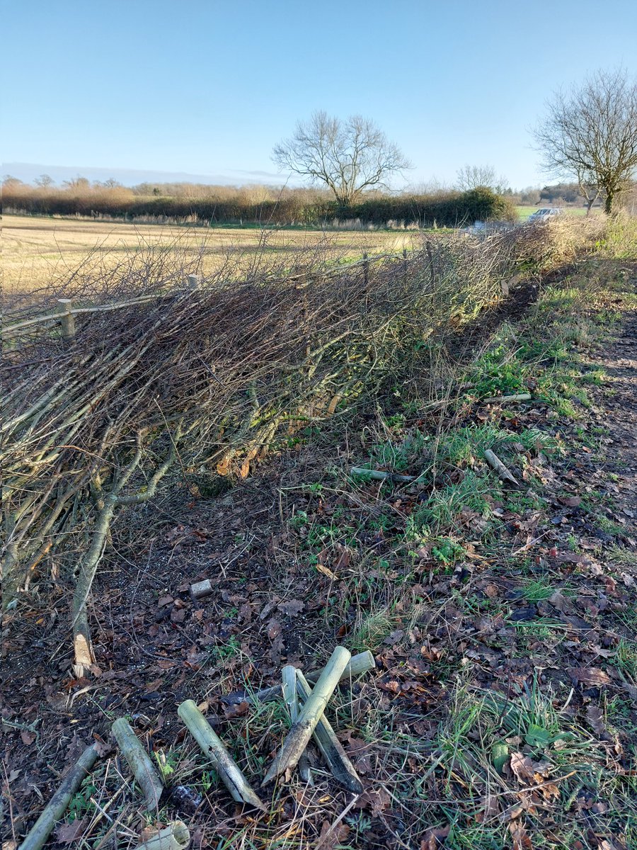 Here's a series of 4 photos that show the cycle of hedgerow management. 
1. An old hawthorn showing regrowth from when it was coppiced 20 years ago.
2. Same stool showing sparse base
3. Regrowth being laid
4. Conservation laid hedge