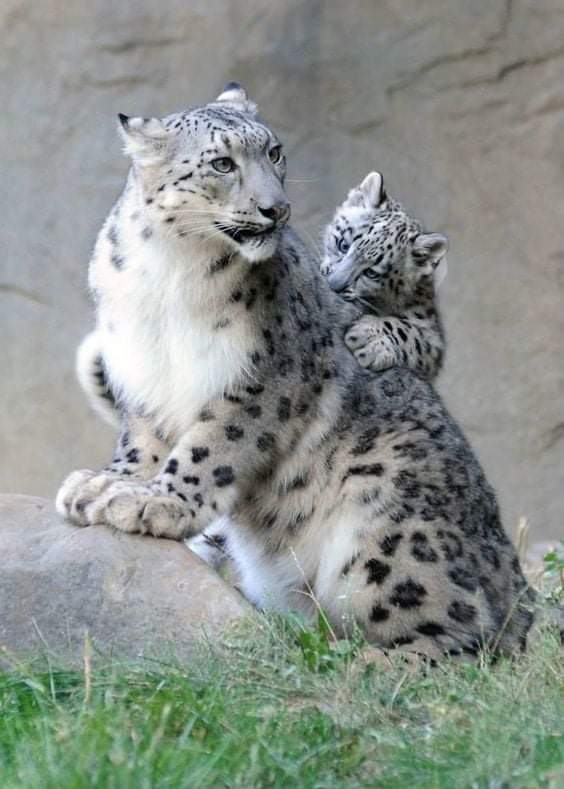 TLeoni311 tweet picture