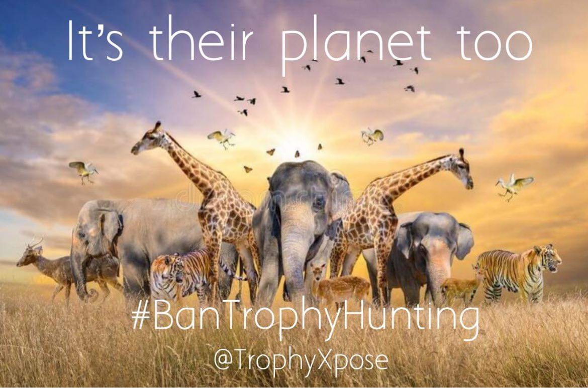 TrophyXpose's tweet photo. For the dominant species on the planet, we surely are stupid- destroying  nature without concern that it’s what sustains us. On top of that, we let people kill other species for fun. It’s a sick world &amp; only we can clean up our mess!🤦🏻‍♀️
🙏🏼RT
#BanTrophyHunting https://t.co/nijv8vA1Xl