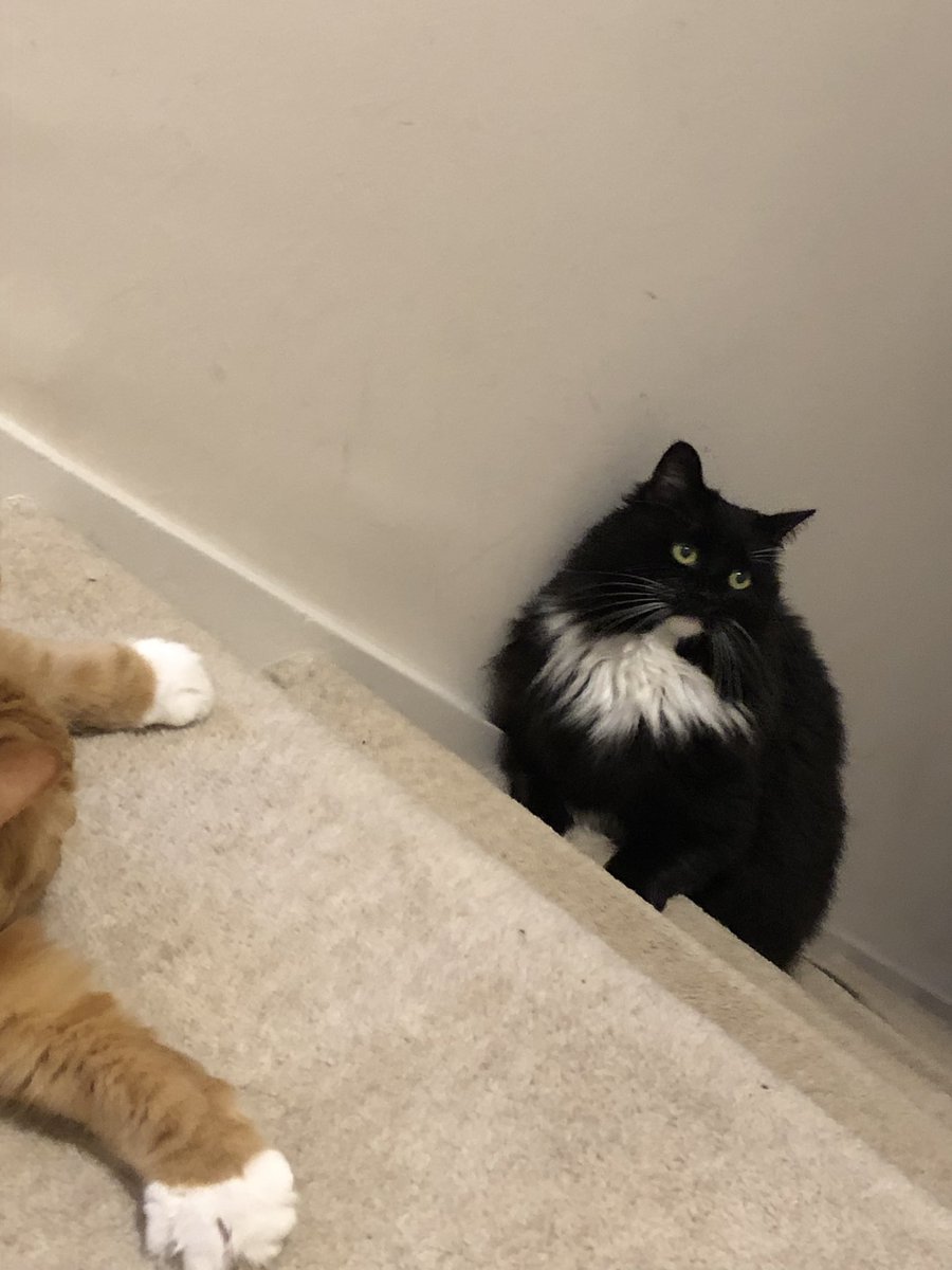 EricTheCat_Bham's tweet photo. U-oh โฆ danger awaits my bro at the top of the stairs ๐น๐น๐น
#EricTheCat #AdoptDontShop #Cats #CatsOfTwitter #WednesdayMotivation #GingerCatRules #AttackCat https://t.co/cJ2immaM2Z