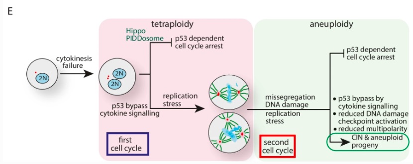 SN_Oncology's tweet image. Read &apos;Loss of USP28 and SPINT2 expression promotes cancer cell survival after whole genome doubling&apos; from #CellularOncology for free: go.nature.com/3eUgxCs #Cancer #Cellcyclearrest #Multipolarity #Tetraploidy