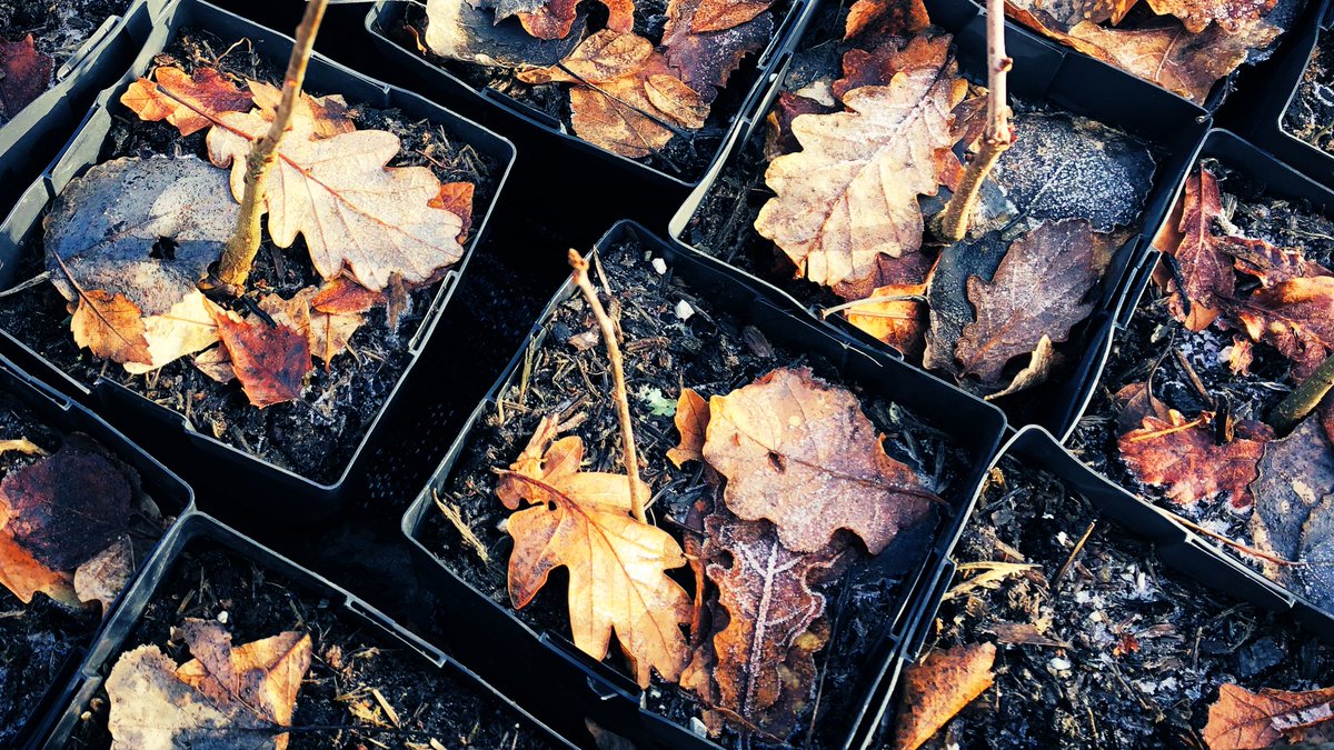 NativeWoodTrust's tweet photo. Our baby oaks over wintering through the frost 

#Woodlands #Trees #Nature #Leaves #Cold https://t.co/Mz1eewxUHx