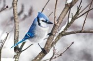 pawpaw_ray's tweet photo. 🦉🦆🦢Enjoy "National Bird Day"🐦🦅🦃
Fun kids ideas:
⭐️Put out pans of water
⭐️Draw birds
⭐️Put out food
⭐️Count birds
⭐️Put out nesting material

#Birds #BirdDay #Wildlife #Kiids #Fun #Parenting https://t.co/ZoEdtlcDQf