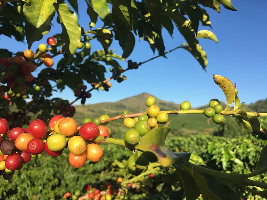 Ergon Associates (@ergonassociates) on Twitter photo Congratulations to ALDI South Group on publication of 3 reports based on #HumanRights impact assessments conducted by <a href="/ergonassociates/">Ergon Associates</a> in 3 key #supplychains: Peruvian #avocados, Brazilian #coffee and Bolivian #brazilnuts
Reports & related blog post here: cr.aldisouthgroup.com/en/responsibil… Congratulations to ALDI South Group on publication of 3 reports based on #HumanRights impact assessments conducted by <a href="/ergonassociates/">Ergon Associates</a> in 3 key #supplychains: Peruvian #avocados, Brazilian #coffee and Bolivian #brazilnuts
Reports & related blog post here: cr.aldisouthgroup.com/en/responsibil…