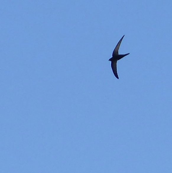 Just 120 days* till the swifts get back. *Give or take.