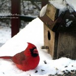 pawpaw_ray's tweet photo. 🦉🦆🦢Enjoy "National Bird Day"🐦🦅🦃
Fun kids ideas:
⭐️Put out pans of water
⭐️Draw birds
⭐️Put out food
⭐️Count birds
⭐️Put out nesting material

#Birds #BirdDay #Wildlife #Kiids #Fun #Parenting https://t.co/ZoEdtlcDQf