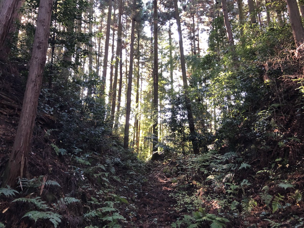 quartz_nbm's tweet photo. 和田城(甲賀市)
甲賀21家に列する土豪和田氏の群中惣です☺️
足利将軍家との強い関係性から、戦国時代には和田惟政が高槻に領地を得て大名化しました。
和田城を中心に、和田支城、公方屋敷など複数の独立した城郭から構成されています❗️
それぞれに大規模な土塁や空堀があり、1日かけて楽しみました。 https://t.co/KGFew3FzDt