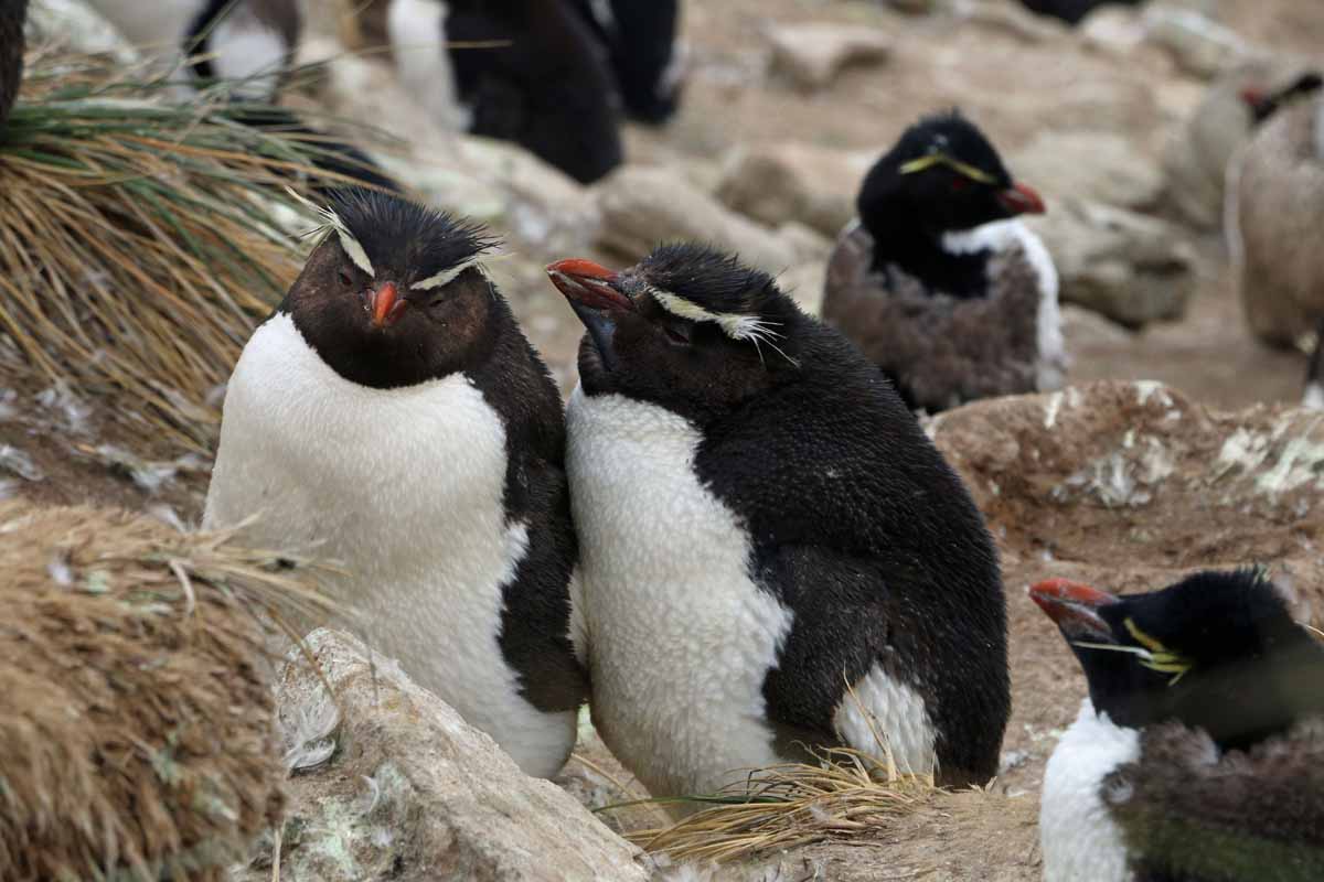 penguins365's tweet photo. The S300? Do you know how much one of those costs!? Not "Sweet Nothing"! And stop whispering! 🐧
#PenguinOfTheDay
#TheS300 #FlipperMachine #SweetNothing #PenguinTantrum #Penguins
📸 https://t.co/UQ6r3YSCvg https://t.co/vbsUW3HhgP
