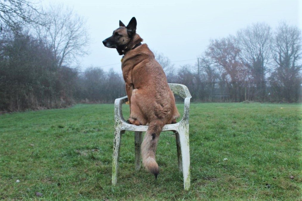 DT_Newbury's tweet photo. Mali is really getting creative with her modelling 📸🪑

#MalinoisShepherd #creativecanine #foggymorning #marvellousmali #adoptme https://t.co/bXtRl6BQwL