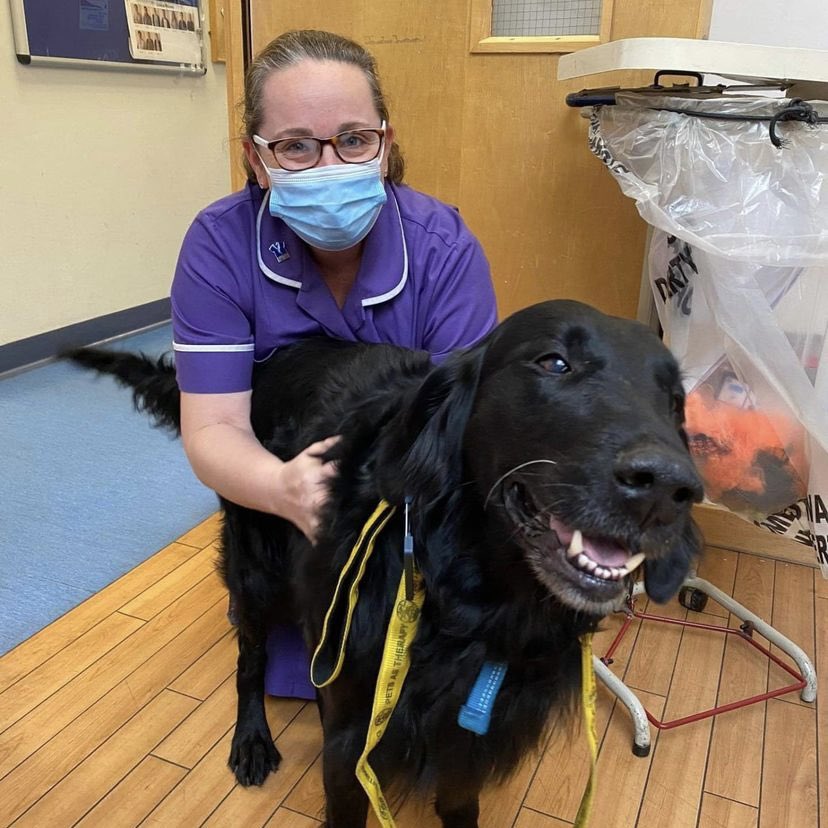 geshNHS's tweet photo. You and your pup could be involved in something truly special to #TeamStGeorges 

St George’s are looking for new Pet’s As Therapy volunteers 🐶 

Please email to register your interest with our PAT team

#ThankYouGeorges 💫 https://t.co/yPSus0BBoc