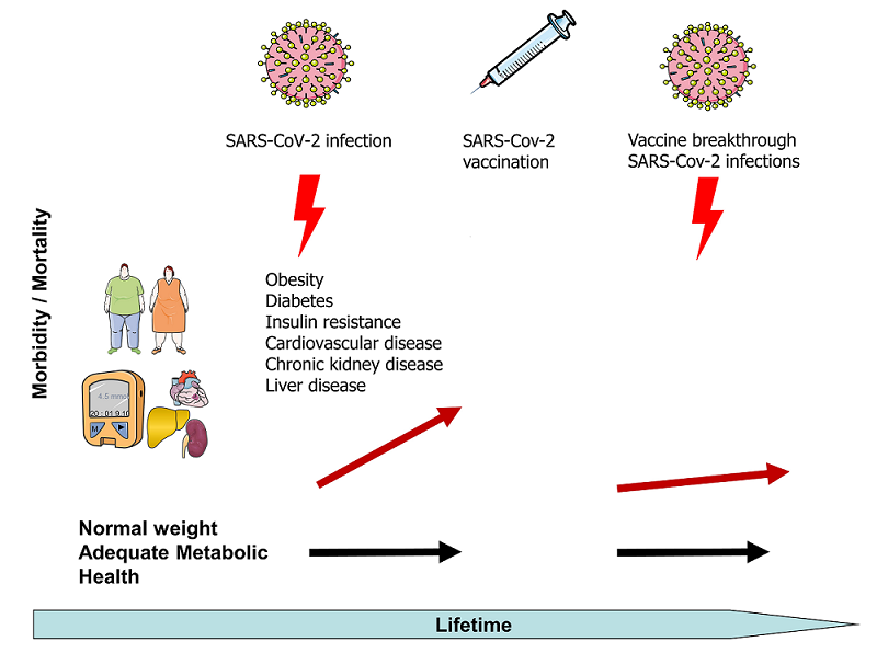 #Fettleibigkeit + #Diabetes sind Risikofaktoren für schwere #COVID19-Erkrankungen. Daten deuten darauf hin, dass sie auch Impfdurchbrüche begünstigen könnten. Review-Artikel von #DZD-Forscher N. Stefan in NatRevEndocrinol. bit.ly/3JFuz9g
bit.ly/34osVsx▶️