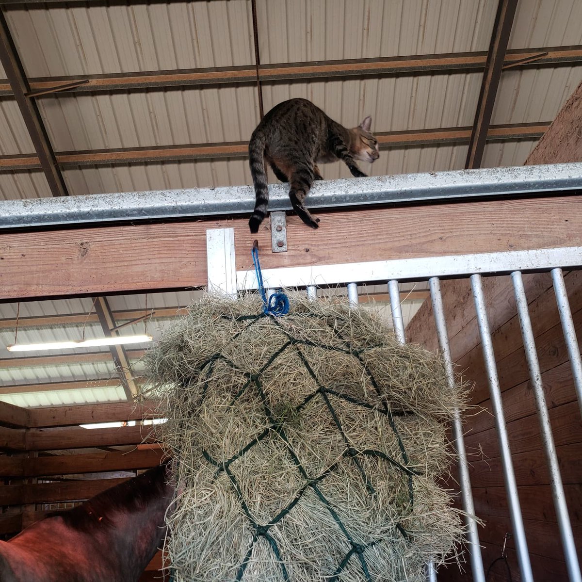barncatlady's tweet photo. Tweety the acrocat! 😹😹😹
He's always going up REALLY high.
#CatsOfTwitter #cats #acrocat https://t.co/ybXCjCO6ZQ