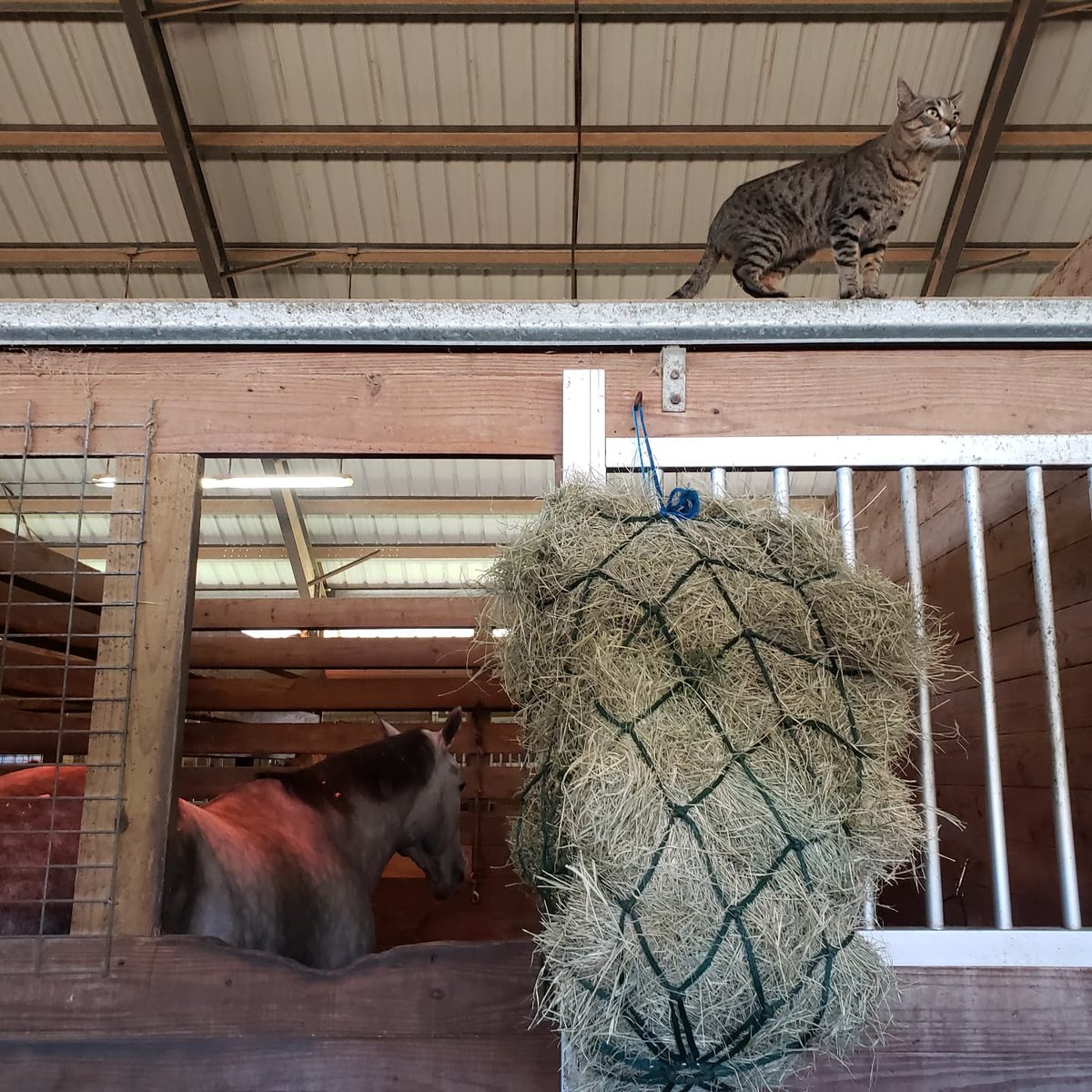 barncatlady's tweet photo. Tweety the acrocat! 😹😹😹
He's always going up REALLY high.
#CatsOfTwitter #cats #acrocat https://t.co/ybXCjCO6ZQ