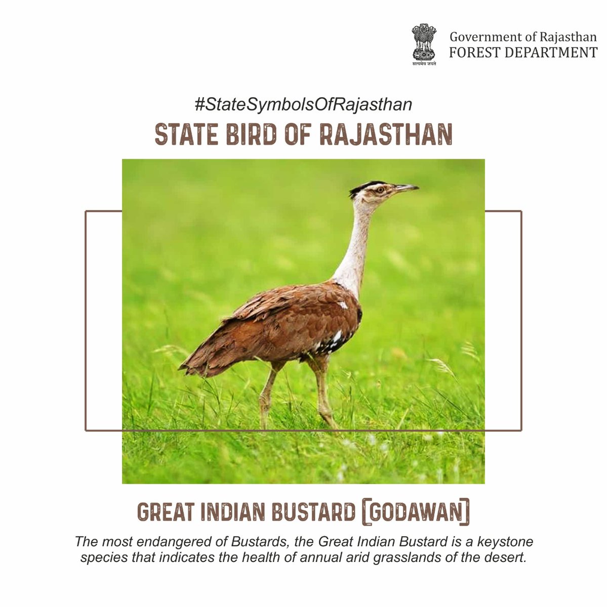 ForestRajasthan's tweet photo. Fascinating #StatesymbolsofRajasthan !
#Rajasthan #RajasthanGovernment #RajasthanForestDepartment #ForestDepartment #GreatIndianbustard #Godawan #wildlife #statesymbols 
@Hemaram_INC @WCSIndia @RajGovOfficial  @ashokgehlot51 https://t.co/uG1vyUxyjB