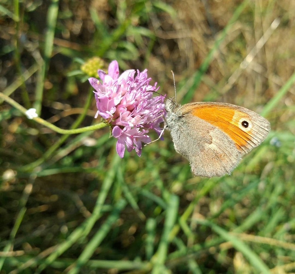mathieuvansluis's tweet photo. Dag 5/31 van #januarivlindermaand op initiatief van @nathalienatuur: Het Hooibeestje. Helaas nog nooit in Nederland kunnen fotograveren. Deze zijn genomen tijdens vakantie in Italië in 2019.
.
.
.
.
.
#htcu11plus #htc #MotorolaOne #motorola #nature #natu… https://t.co/Gd13hKzi0I https://t.co/hP02ypikMR