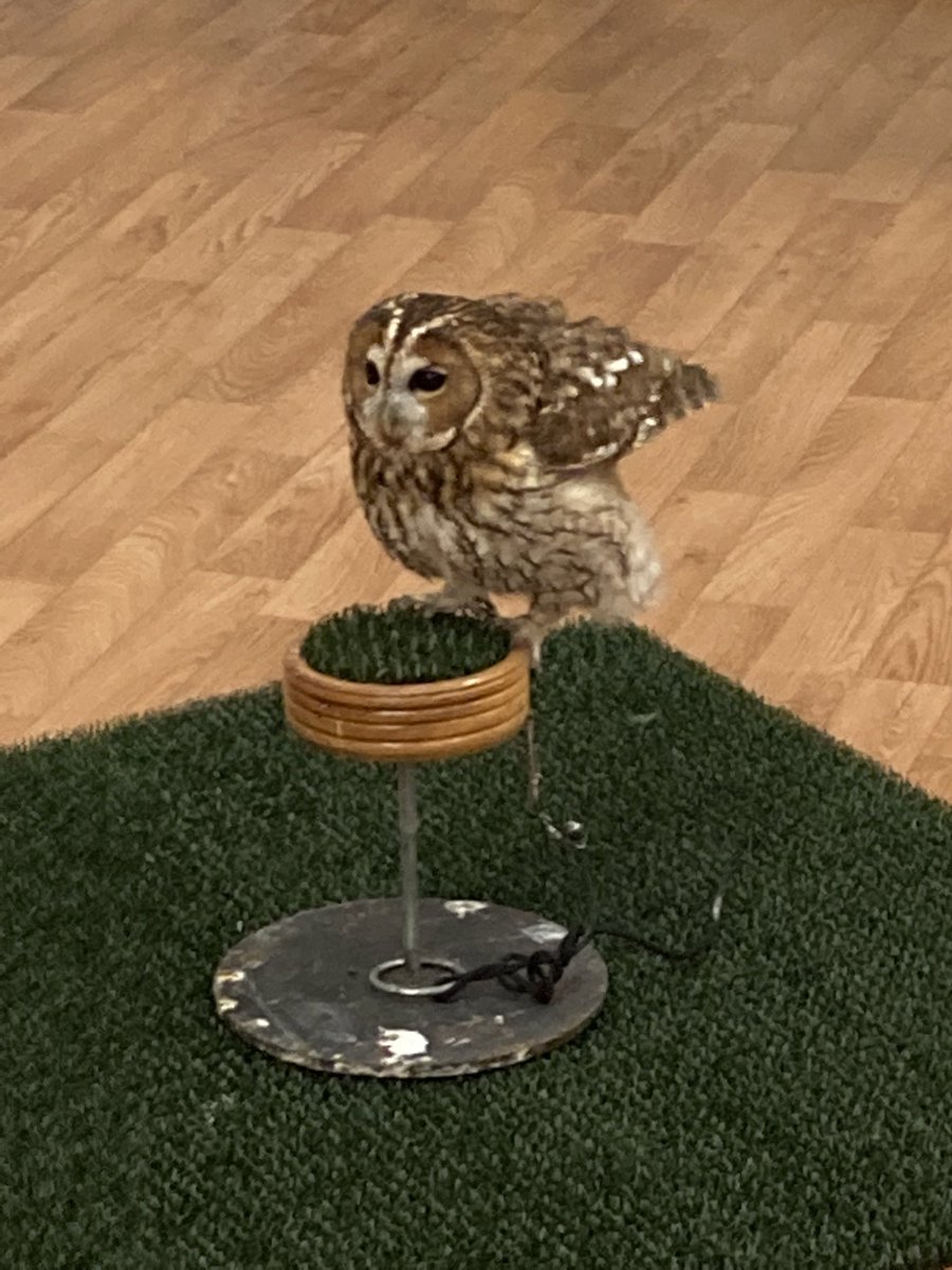 Pulb_school's tweet photo. Thank you to Hawking About who visited Y3 today. It is so exciting to see these beautiful birds up close and to learn about predators and prey #subjectknowledge #broadenvocabulary #predatorsandprey #superstarters #writingstimulus https://t.co/B1VaEleK7q