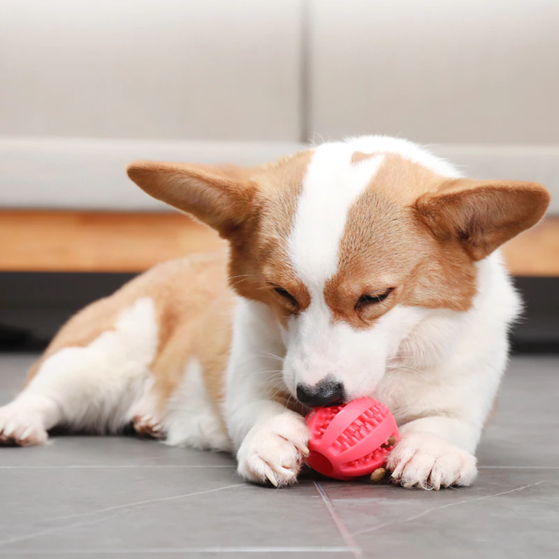 LealePet's tweet photo. O seu pet vai amar este brinquedo. 
Diversão e entretenimento GARANTIDOS
#DogsofTwittter #dogs https://t.co/nH2CXJjVyS