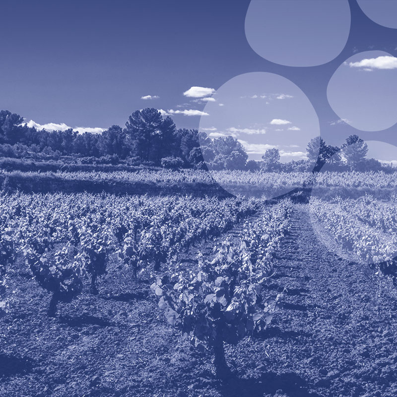 ¿Quiénes eran los "guardianes de la viña"? 
👉Era la autoridad que se encargaba de proteger los viñedos medievales de los caminantes, perros,  ganados y cualquier animal salvaje, de los que iban a coger agraces o a buscar espárragos. ¡Todo estaba contemplado! #TerritorioBobal