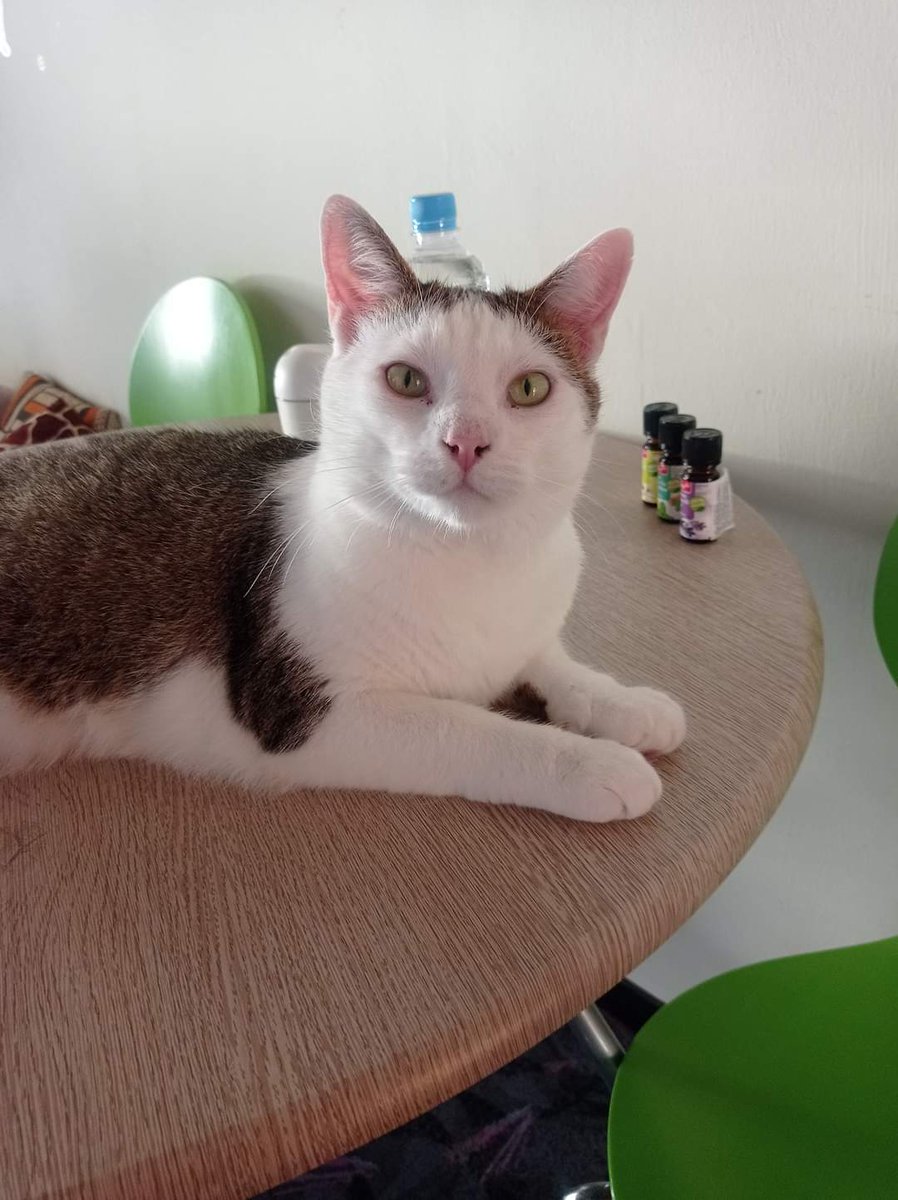 “Mačke nas učijo, da nima vse v naravi svojega smisla in namena.” neznan avtor 

🐱 Bambi