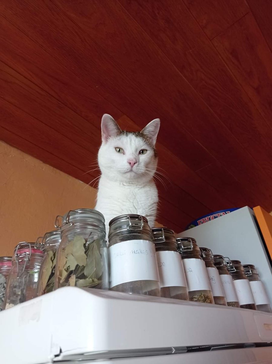 “Čas preživet z mačkami, ni nikoli zapravljen.” Sigmund Freud