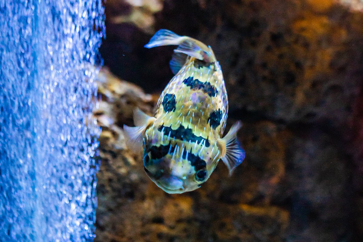 Birch_Aquarium's tweet photo. Take a peek at this #PorcupinePufferfish ๐ก
When threatened, this fish inflates its body and its spines stick straight out! This #adaptation deters predators, as it prevents them from gripping the #spiny and #inflated body of a #pufferfish
#fishfacts #coolfish #birchaquarium https://t.co/ZRADYo7pqg