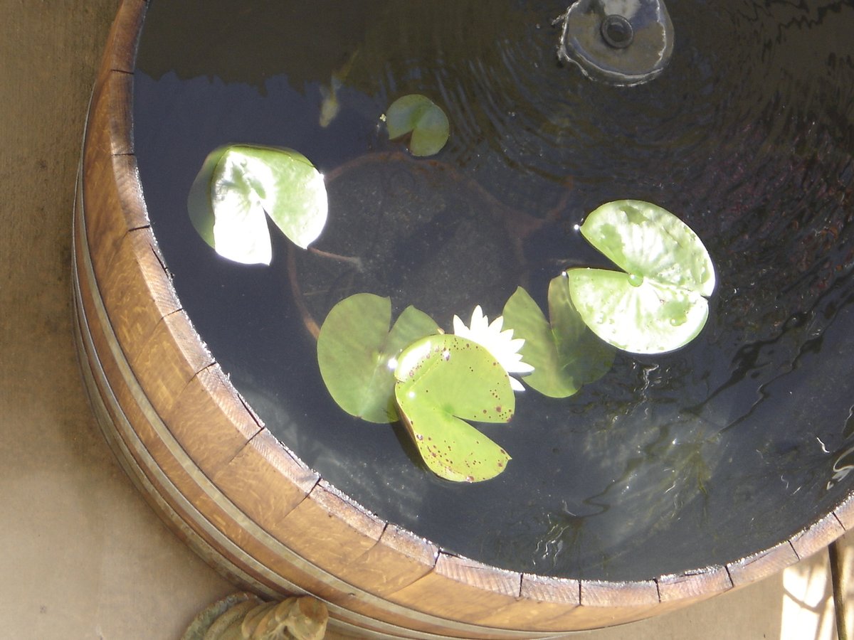 Dress up your deck with a wooden barrel pond.
