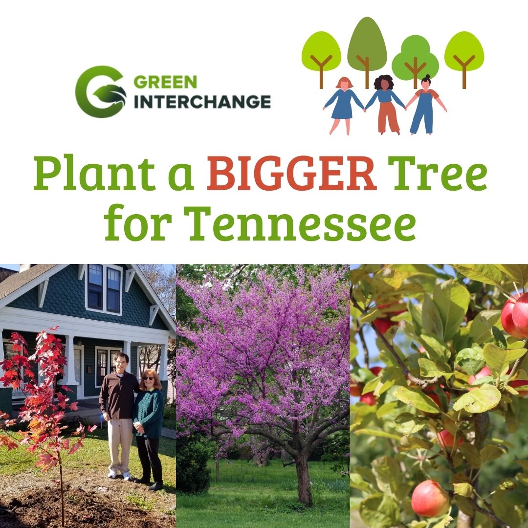 GreenInterchan1's tweet photo. New trees for the new year.  Order by 1/16 to pick up in Brentwood on 1/22! https://t.co/P42lTDXl63 https://t.co/wUh35JpKJP