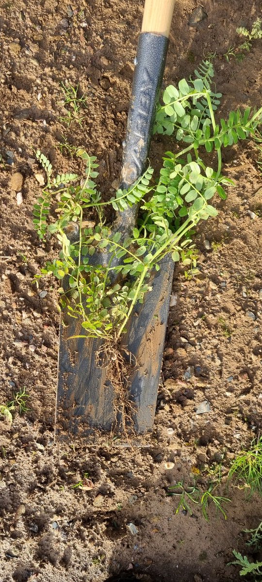 Vetch, part of a cover crop mix sown the 10th of September, produced lots of biomass over winter and plenty of root nodules for fixing nitrogen #freefertiliser #legume #healthysoil #agcredible <a href="/DLF_IRL/">DLF Seeds IRL</a> <a href="/TeagascACP/">Teagasc Ag Catchments</a> <a href="/TeagascCrops/">Teagasc Tillage Team</a>