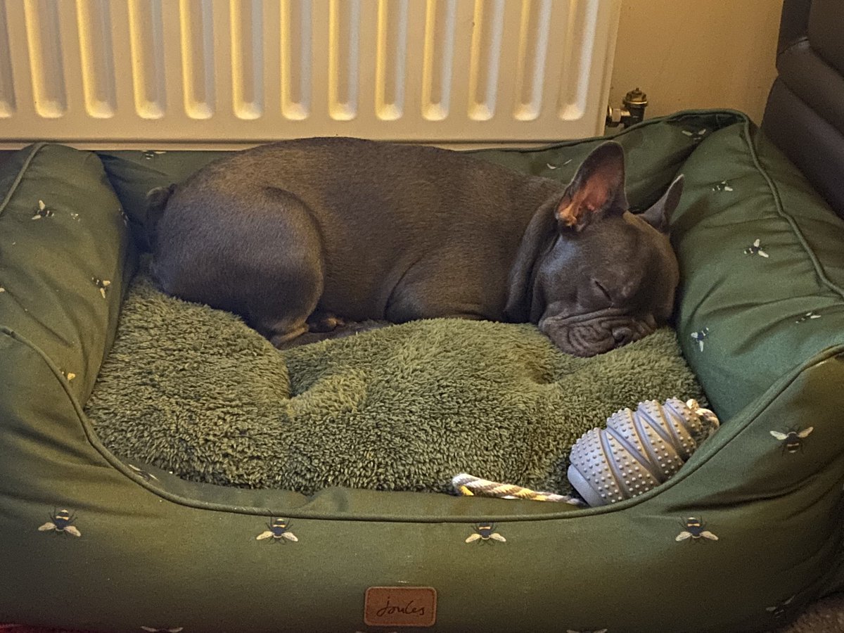 <a href="/Joulesclothing/">Joules</a> someone is loving their new Joules bed. 🥰