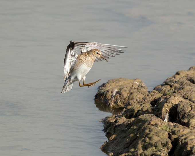 RSPBTitchwell tweet picture