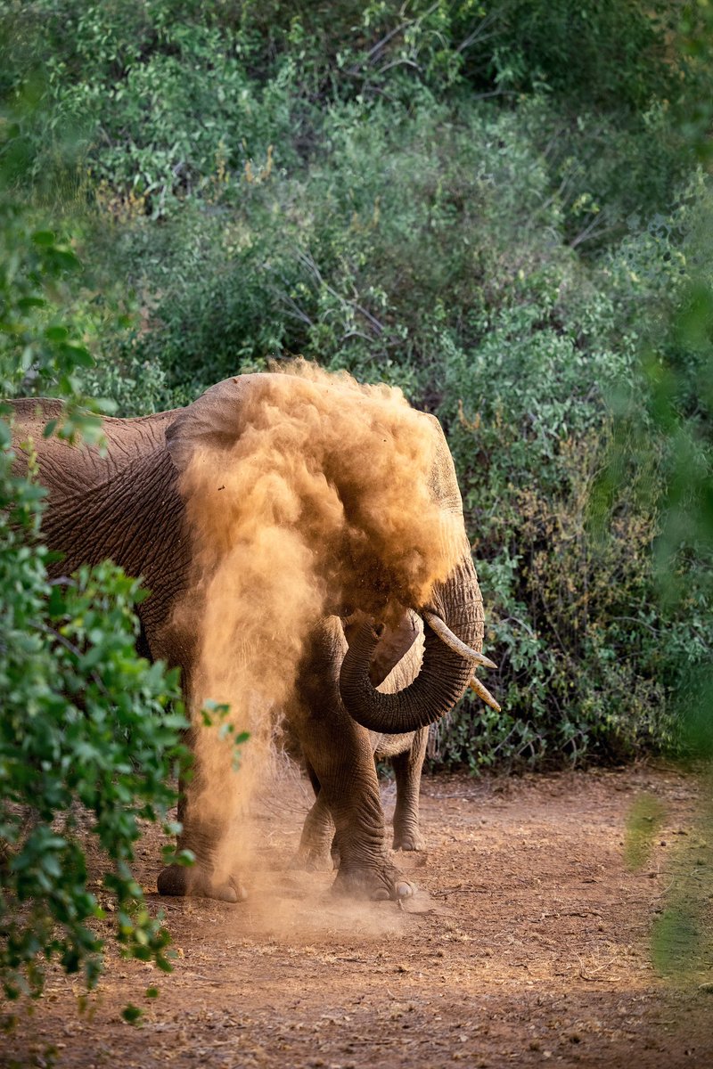 The wild elephants of Kenya's Samburu National Reserve cake themselves in dirt to protect their hides from insects and the intense heat. It was fun watching this mom teaching her baby how to get it into all the right place in some soft early morning light.