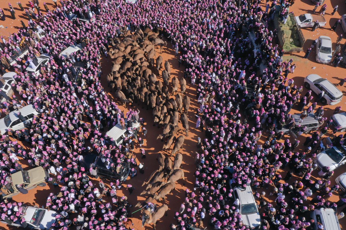 صور | جمهور كبير يحضر اليوم منافسات لون "الصفر"، ضمن #مهرجان_الملك_عبدالعزيز_للإبل6 ، المقام حالياً في "الصياهد" الجنوبية، شمال شرق #الرياض